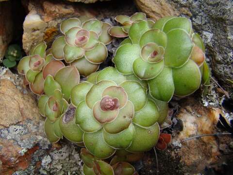 Image of Crassula orbicularis L.