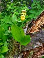 Image of Spotted lady slipper