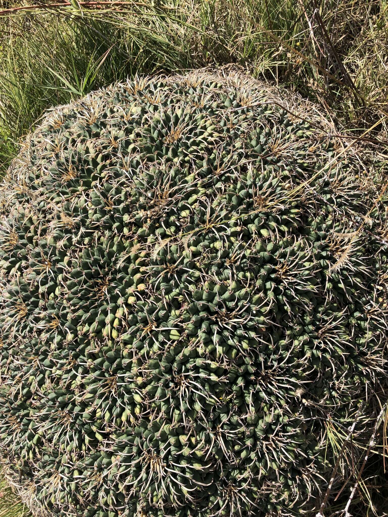 Plancia ëd Mammillaria magnimamma Haw.