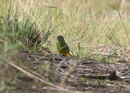 Image of Turquoise Parrot