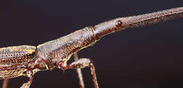 Image of Giraffe weevil