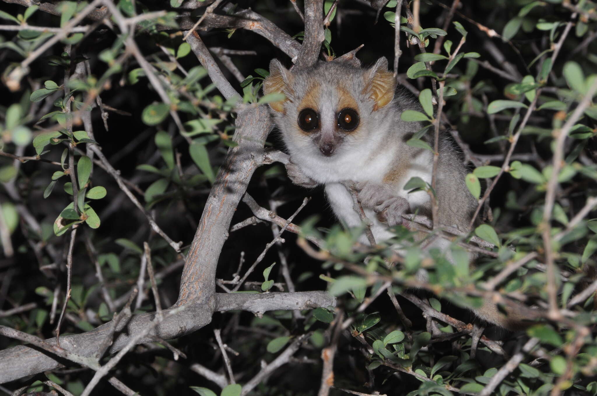 Image of Gray-brown Mouse Lemur