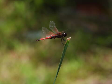 Image of Red Glider Dragonfly