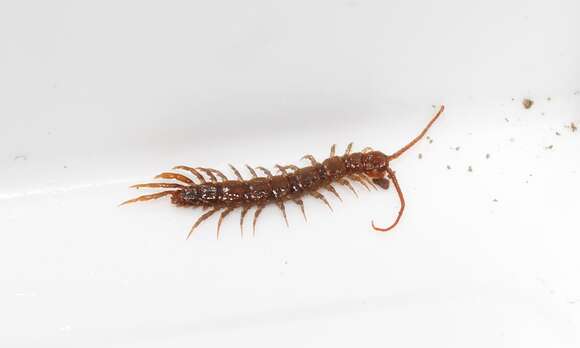 Plancia ëd Lithobius nigripalpis L. Koch 1867