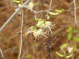 Image of Alangium salviifolium (L. fil.) Wangerin