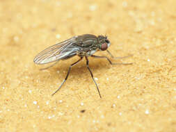 صورة Brachydeutera argentata (Walker 1853)