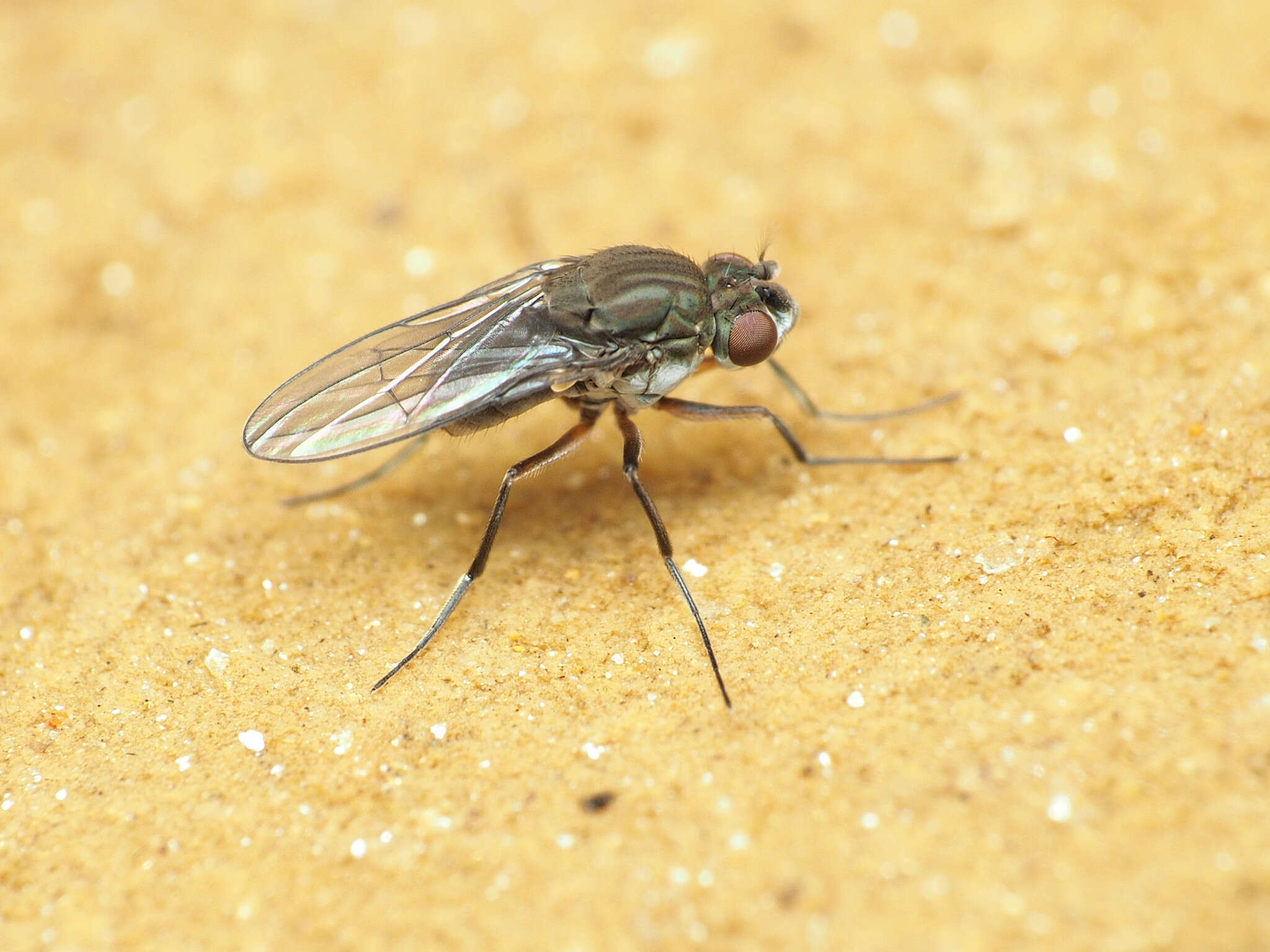 Image of Brachydeutera argentata (Walker 1853)