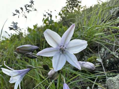 Image of San Clemente Island triteleia