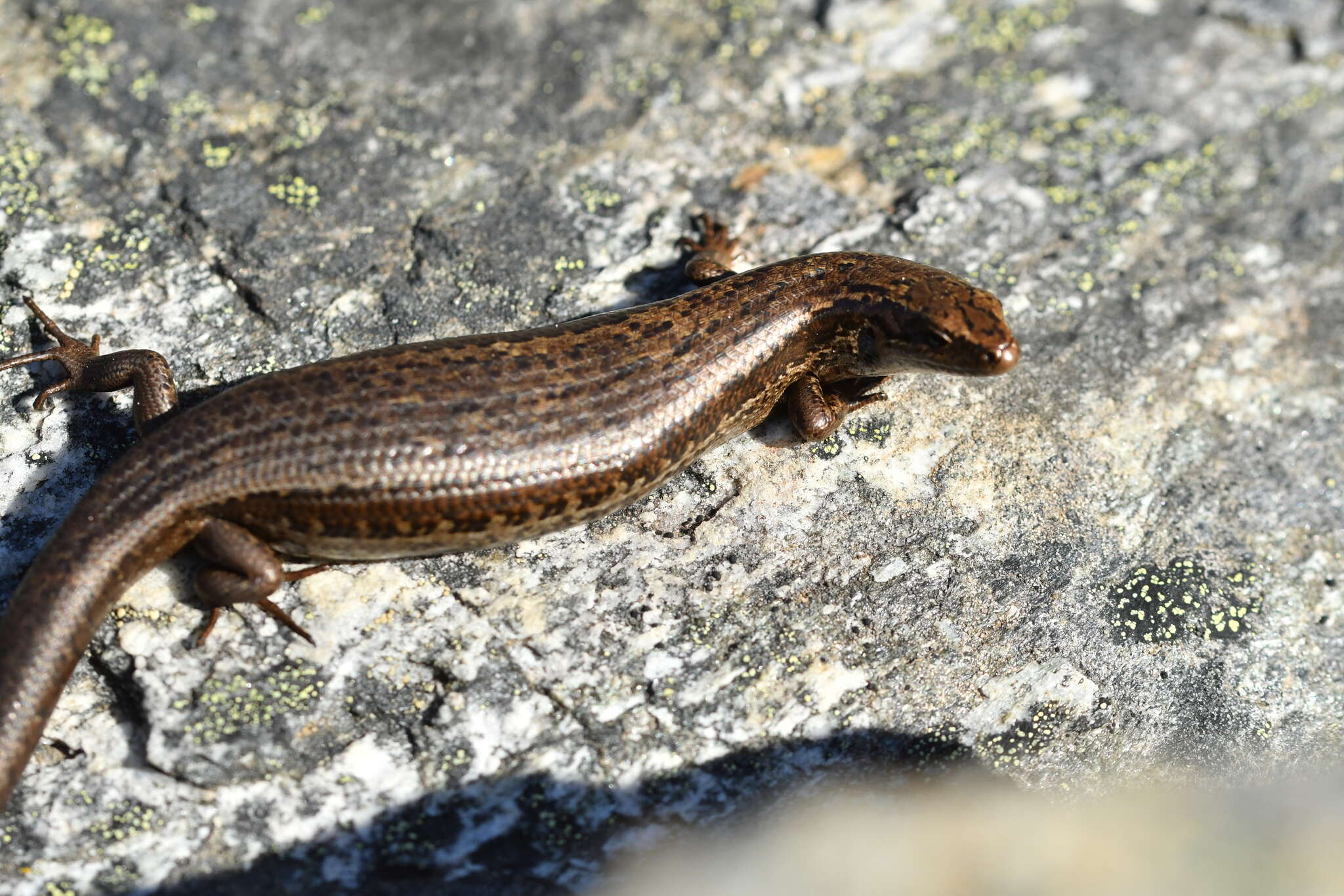 Image de Oligosoma inconspicuum (Patterson & Daugherty 1990)