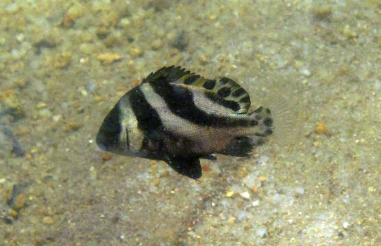 Image of Crescent sweetlips