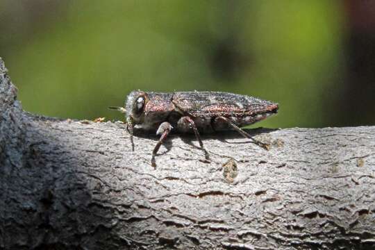 Image of Pacific Flatheaded Borer