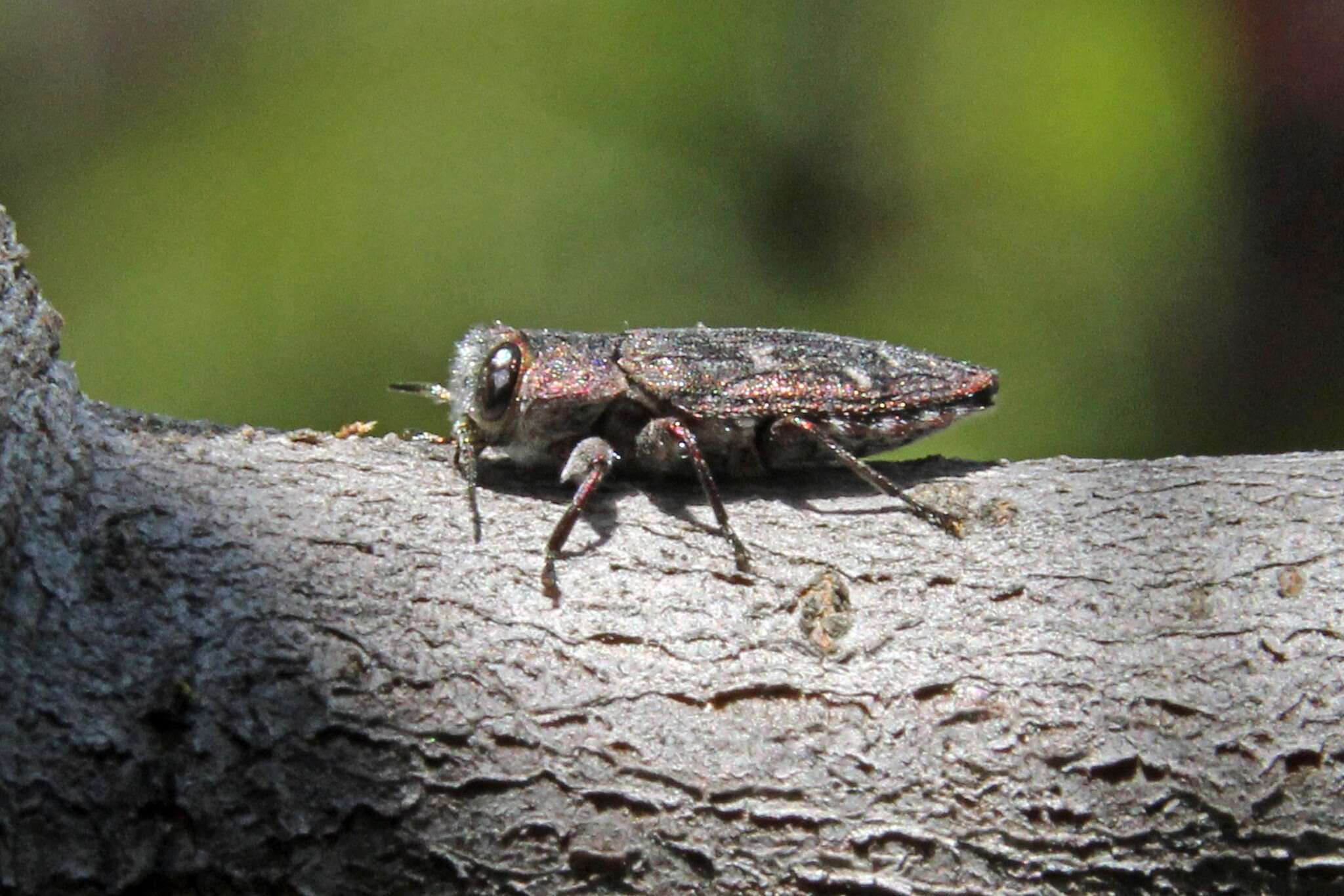 Imagem de Chrysobothris mali Horn 1886