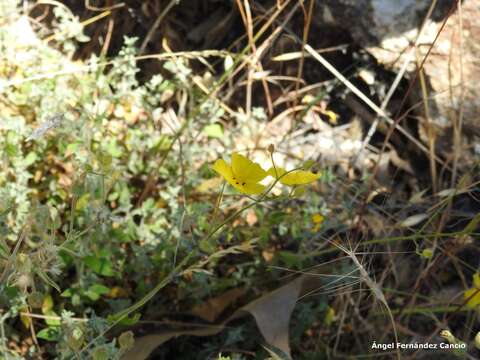 Image of Halimium ocymoides (Lam.) Willk.