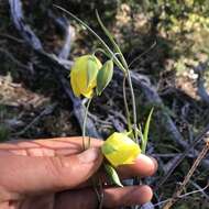 Calochortus raichei Farwig & V. Girard resmi