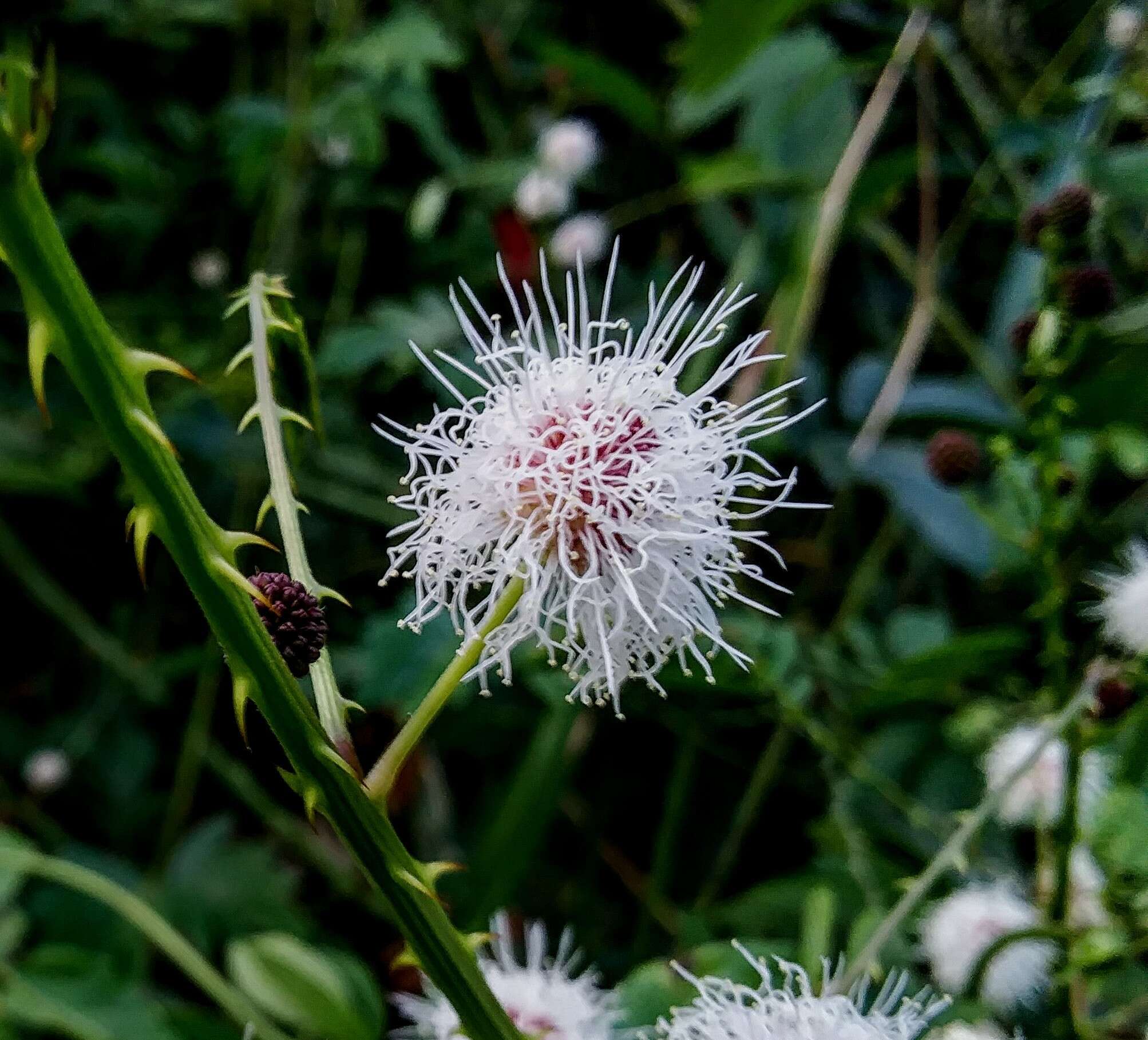 Sivun Mimosa casta L. kuva