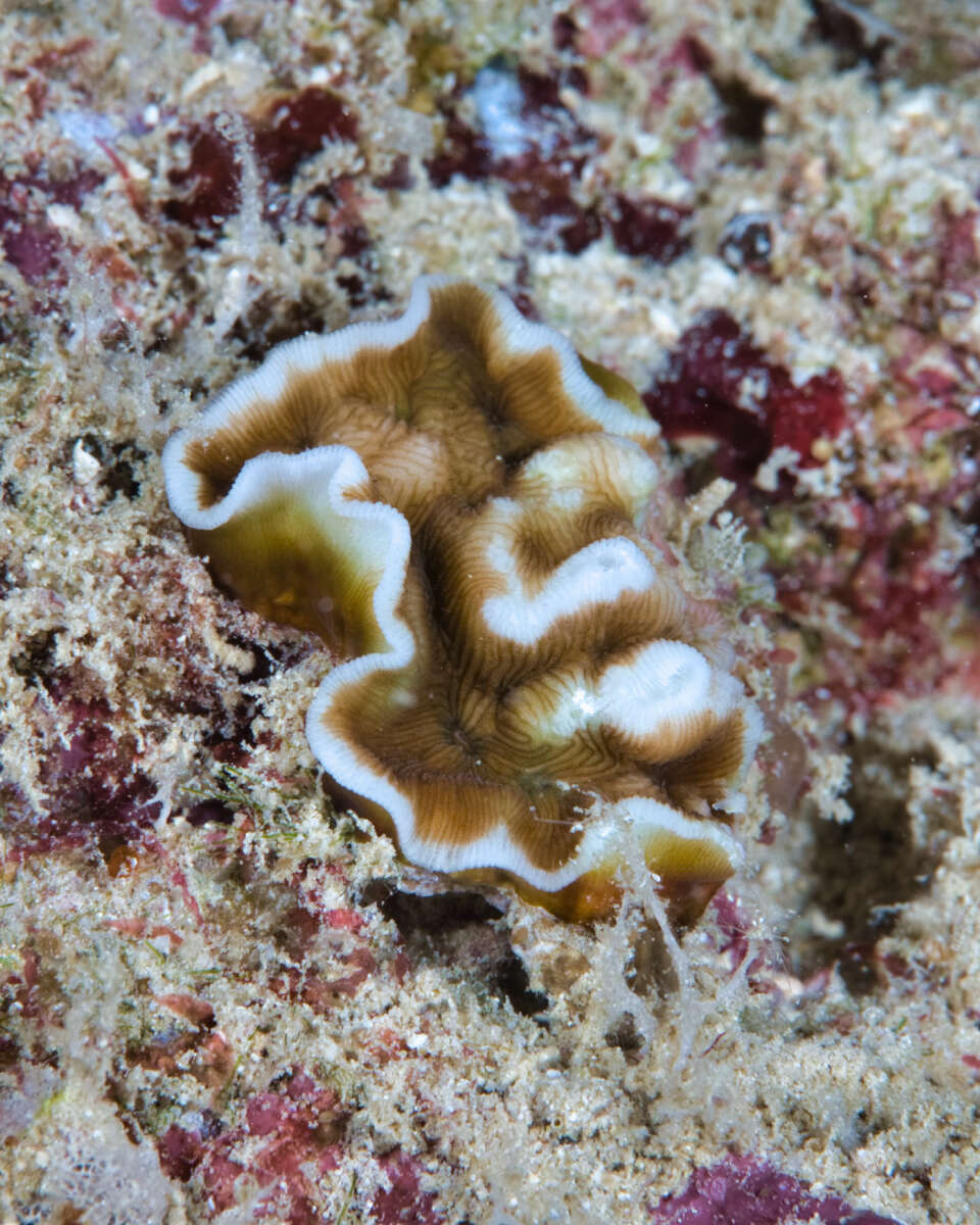 Image of porcelain coral