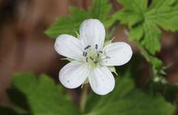 Image of Huachuca Mountain geranium