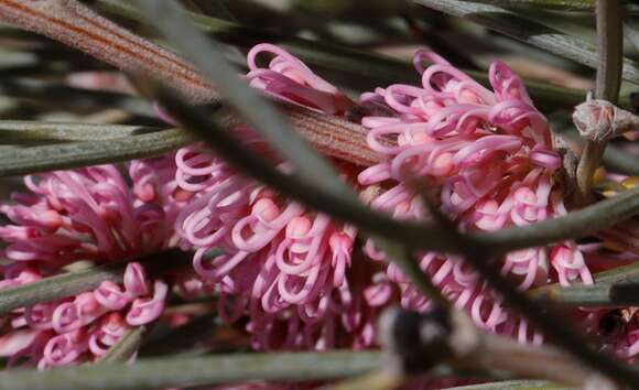 Image of Hakea invaginata B. L. Burtt