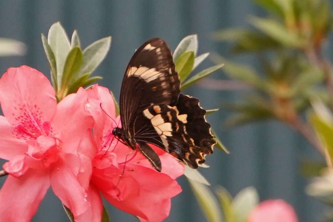 Imagem de Papilio amynthor Boisduval 1859