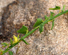 Image of Nanorrhinum petranum (Danin) Yousefi & Zarre