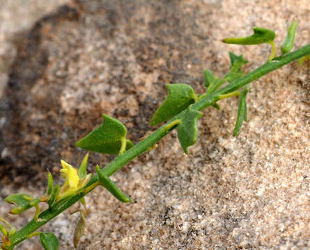 Image of Nanorrhinum petranum (Danin) Yousefi & Zarre