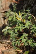 Image of Corydalis schanginii subsp. ainae Ruksans ex Lidén