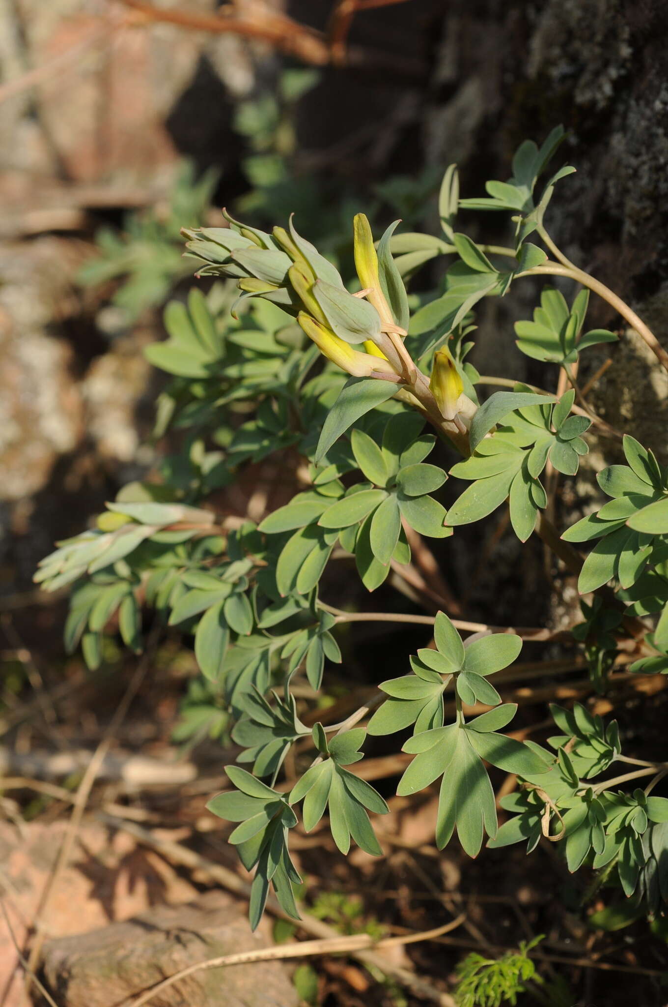 Image of Corydalis schanginii subsp. ainae Ruksans ex Lidén