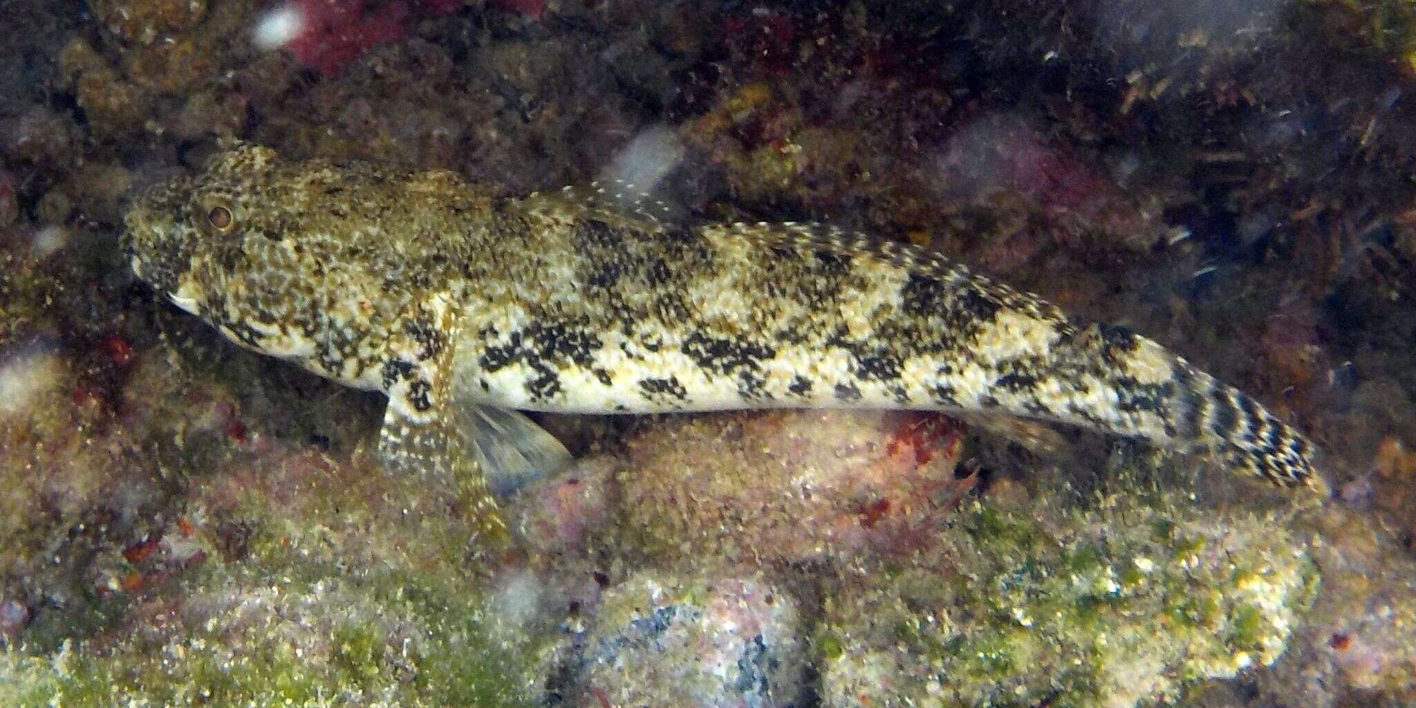 Image of Giant goby