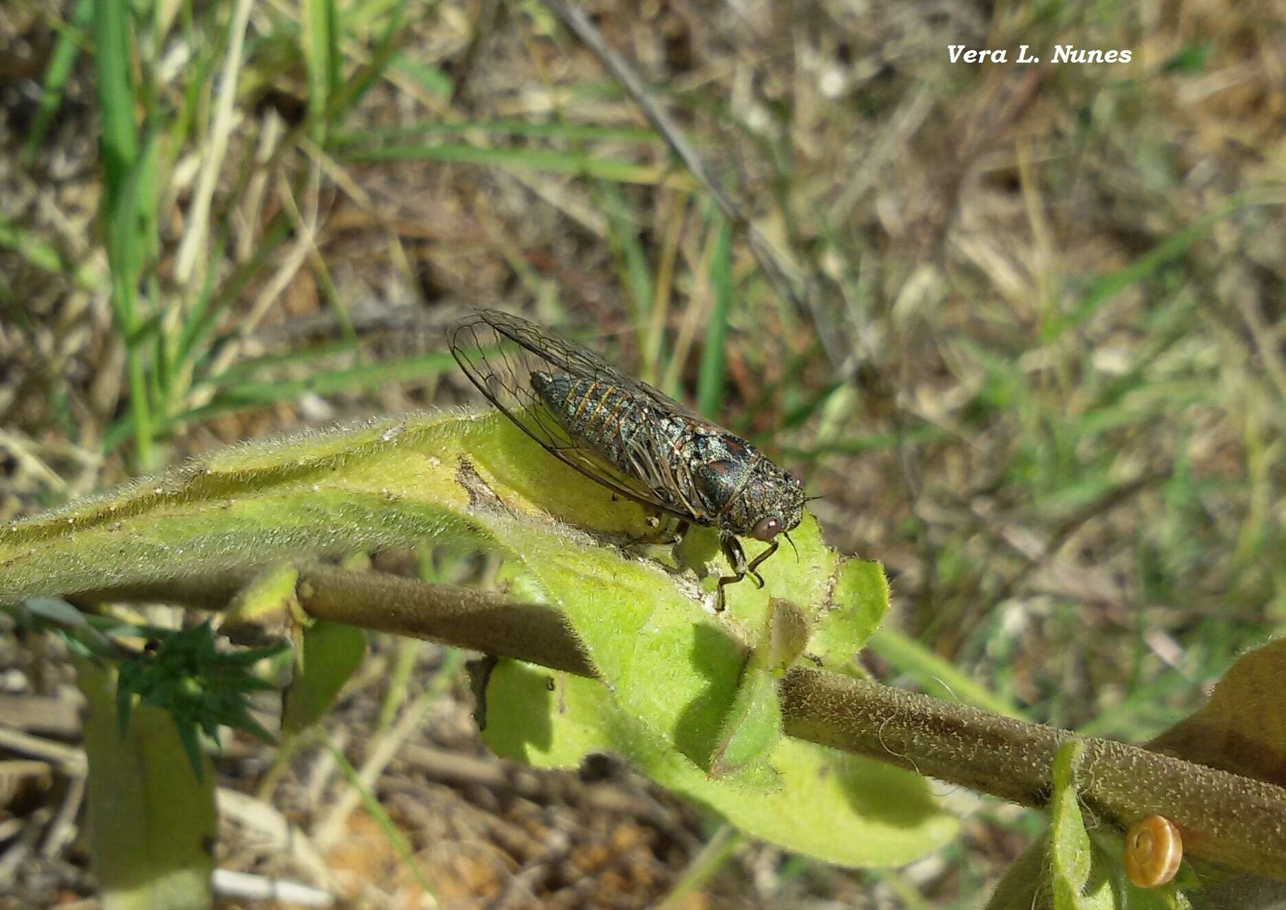 Image of Tettigettalna josei (Boulard 1982)