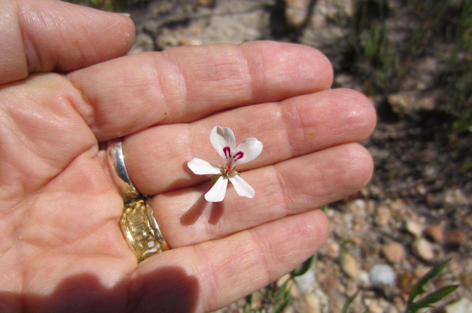 Image of Pelargonium laevigatum subsp. laevigatum