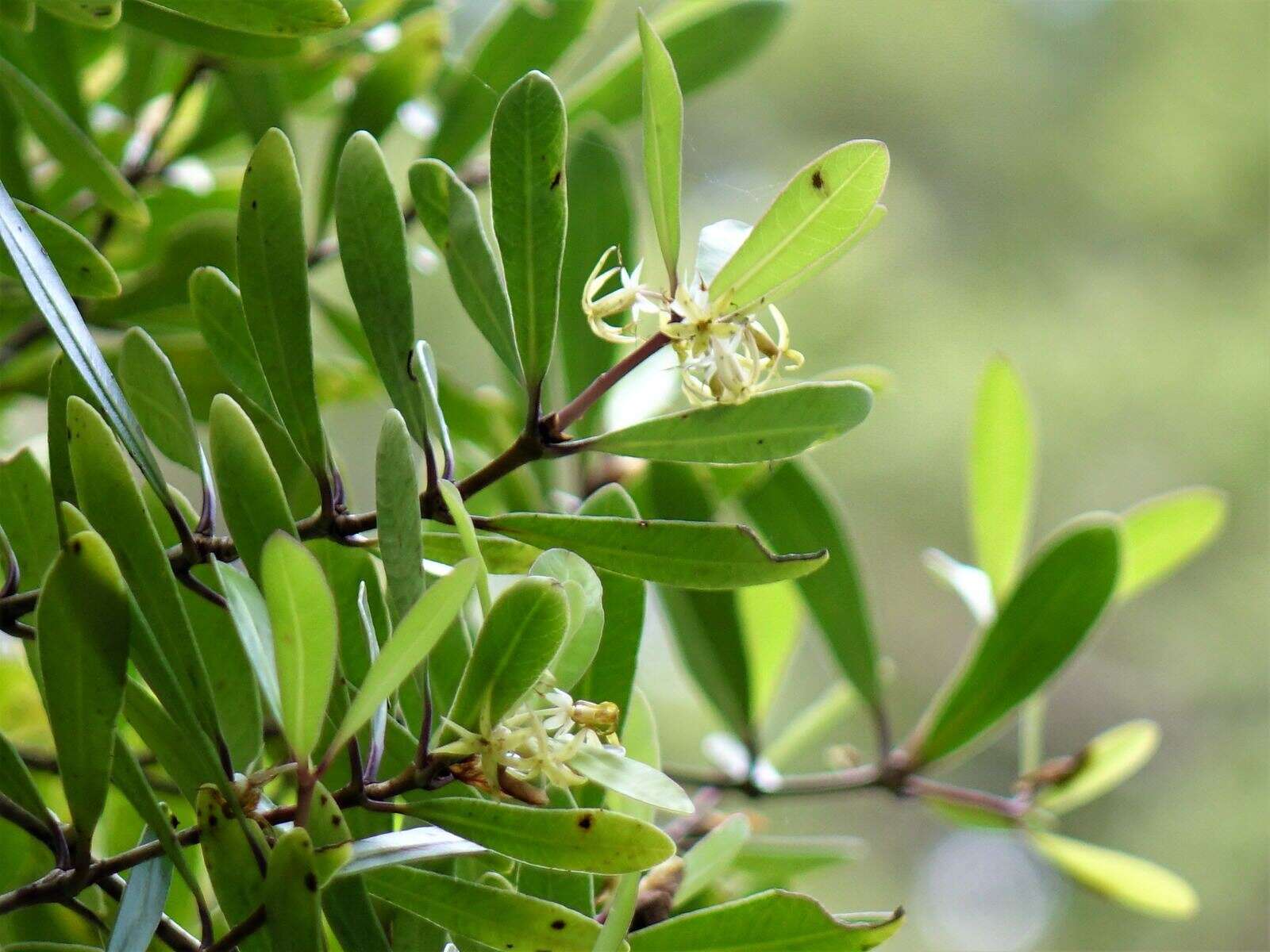 Image of Pittosporum kirkii Hook. fil. ex T. Kirk