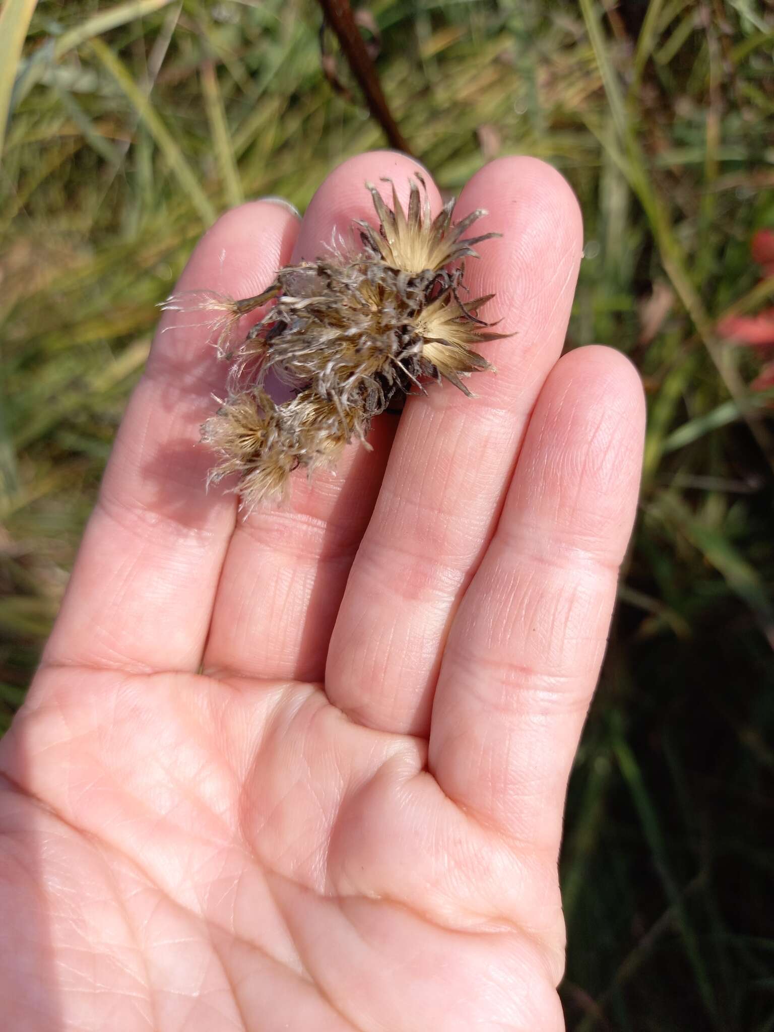 Image of Saussurea nuda var. oxyodonta (Hult.) Worosch.