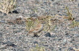 Image of Puna Miner