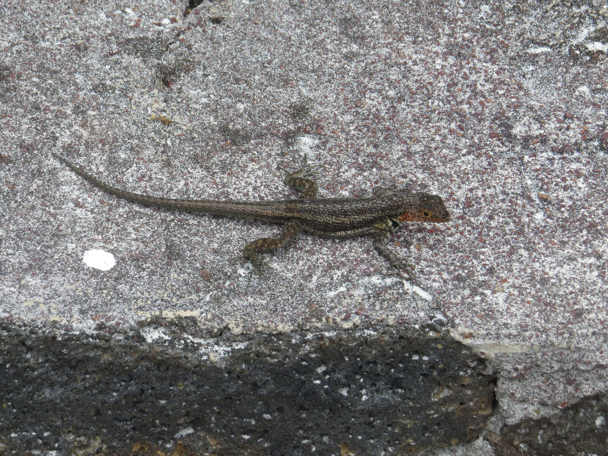 Plancia ëd Microlophus indefatigabilis (Baur 1890)