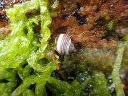 Image of black-lined periwinkle