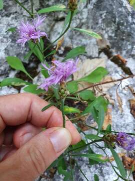 Image of Centaurea derventana Vis. & Panc.