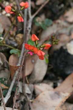 Image of Kennedia coccinea Vent.