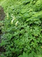 Imagem de Aconitum reclinatum A. Gray