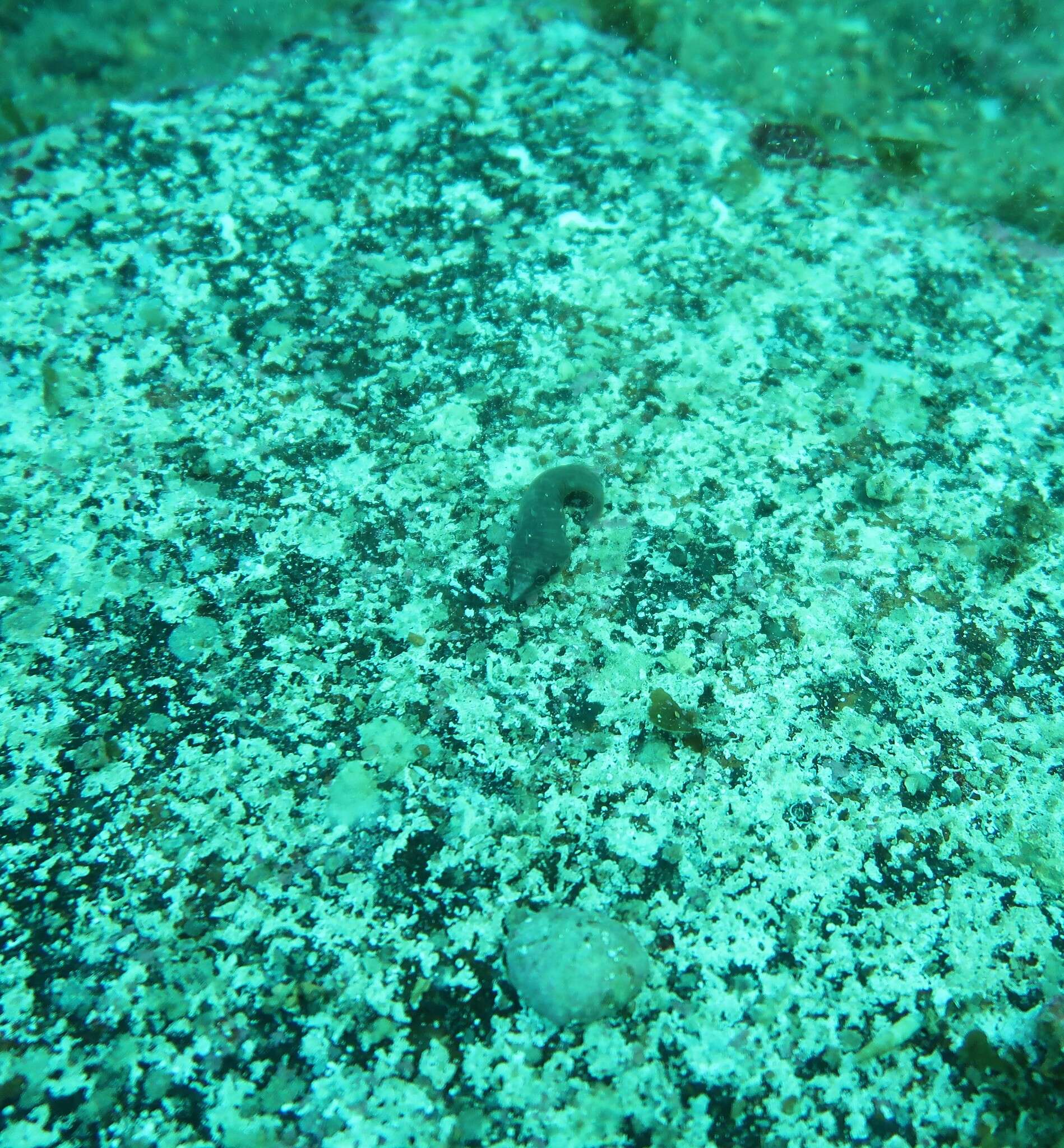 Image of Tasmanian clingfish