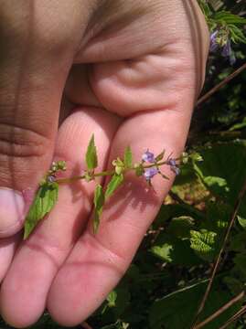 Image of blue skullcap