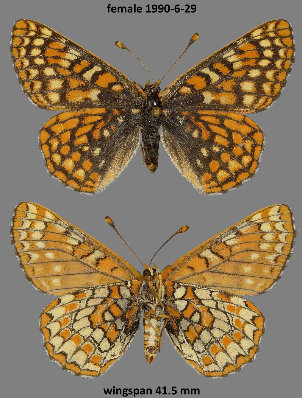 Euphydryas anicia helvia (Scudder 1869)的圖片