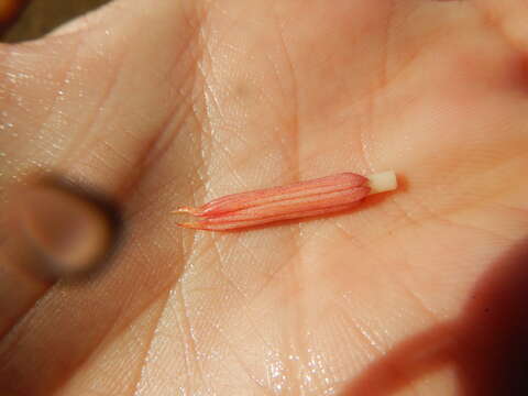 Image of Slender Seagrass