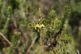 Image of Bulbine favosa (Thunb.) Schult. & Schult. fil.