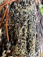 Plancia ëd Cladonia parasitica (Hoffm.) Hoffm.