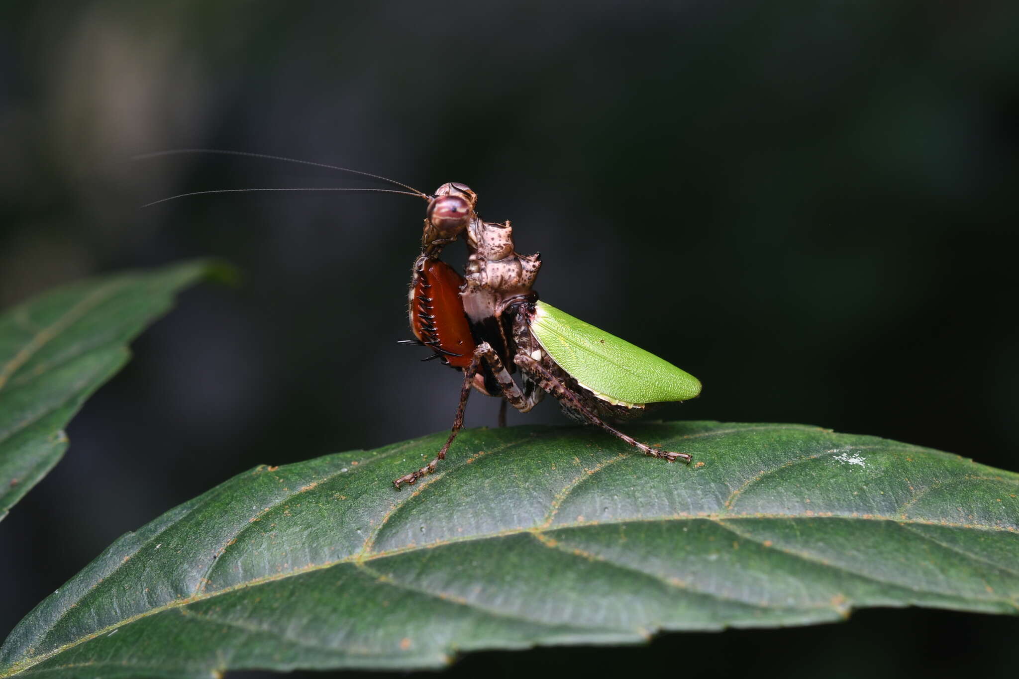 Image of Pachymantis bicingulata de Haan 1842