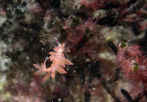 صورة Hermaea variopicta (A. Costa 1869)