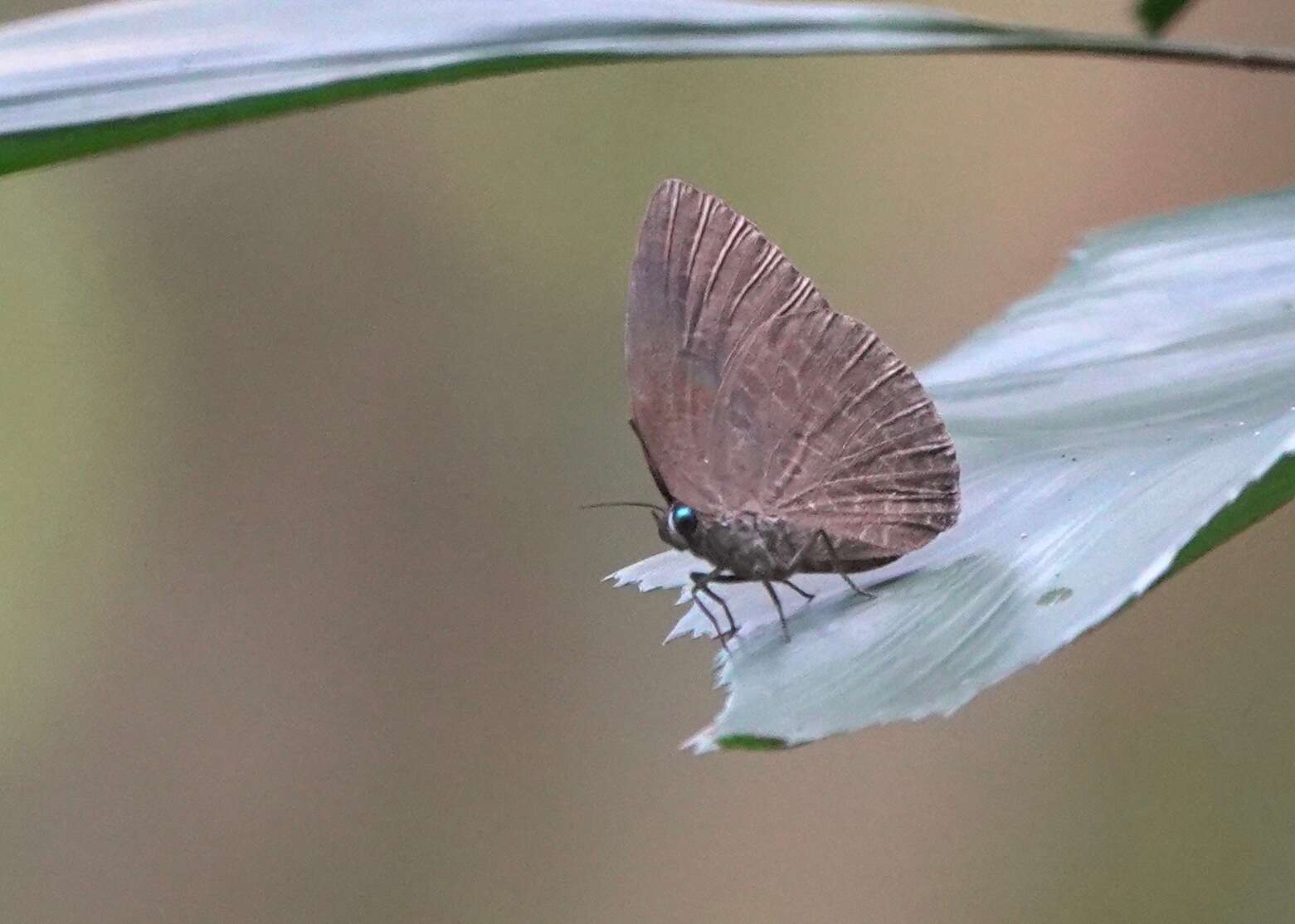 Image of Arhopala epimuta (Moore 1857)