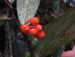 Image of Psammisia pennellii A. C. Sm.