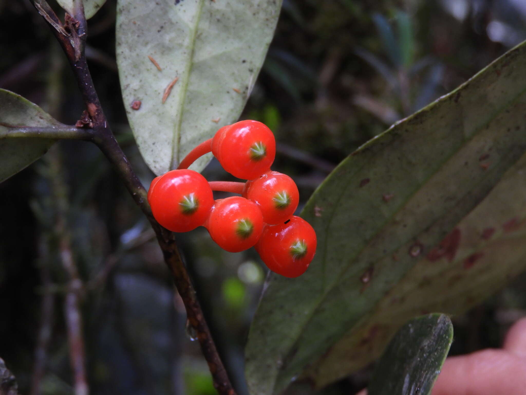 Image of Psammisia pennellii A. C. Sm.