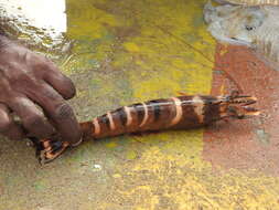 Image of Black tiger shrimp